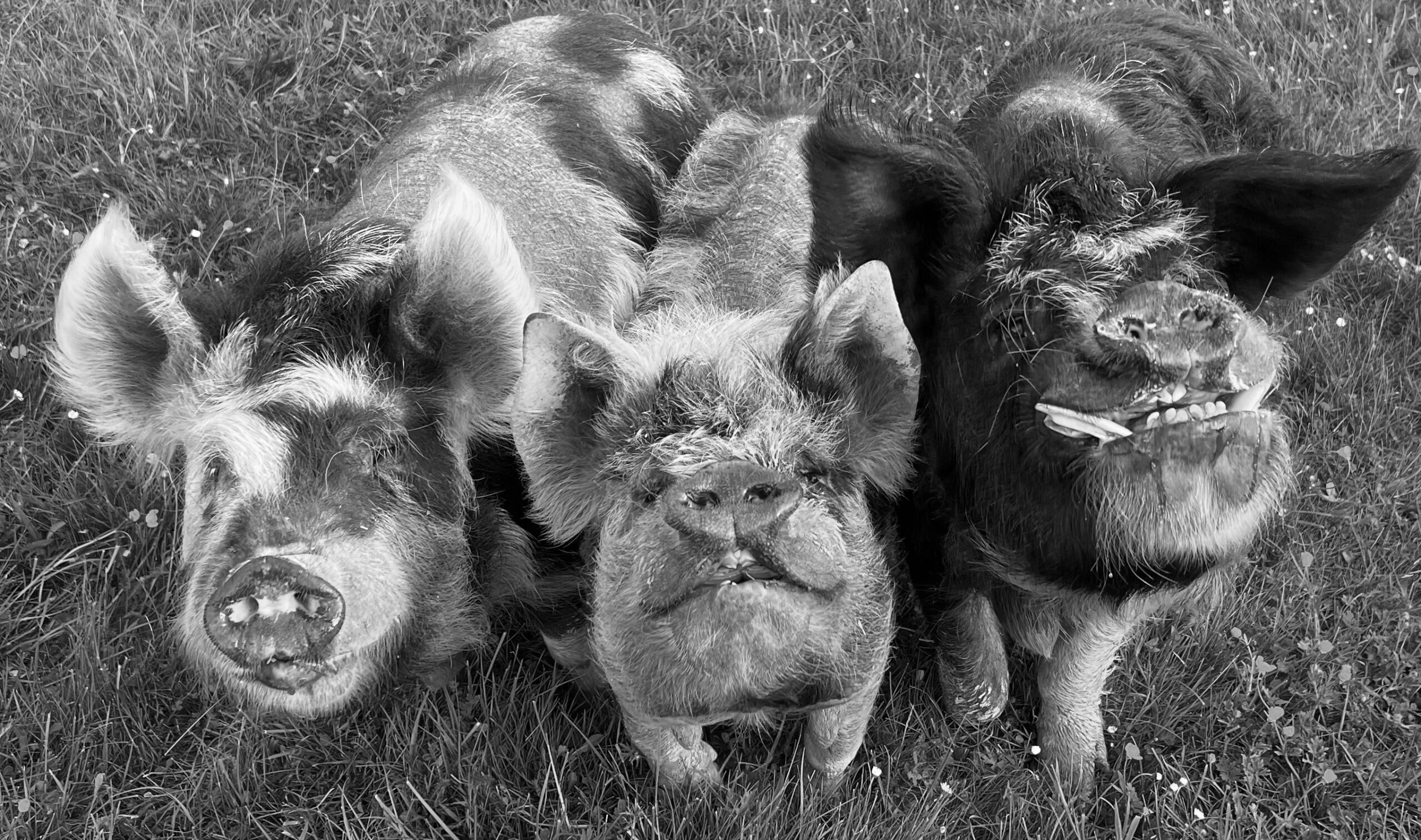 Three Pigs Sat Down